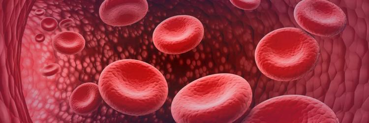 Certification Course In Hematology