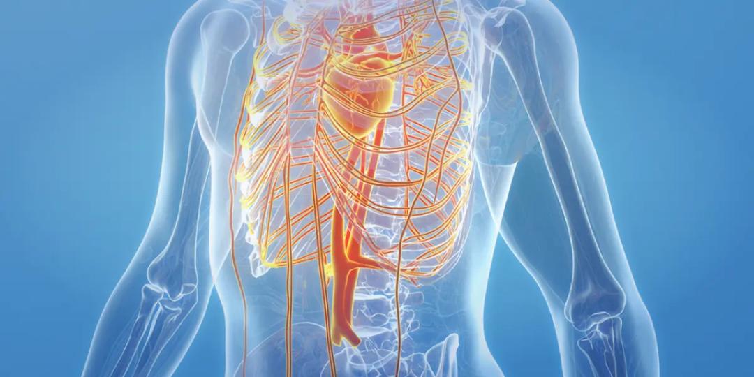 Certification Course in Anatomy : Torso - Chest and Neck