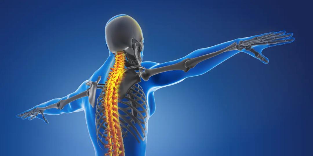 Certification Course in Anatomy : Extremities