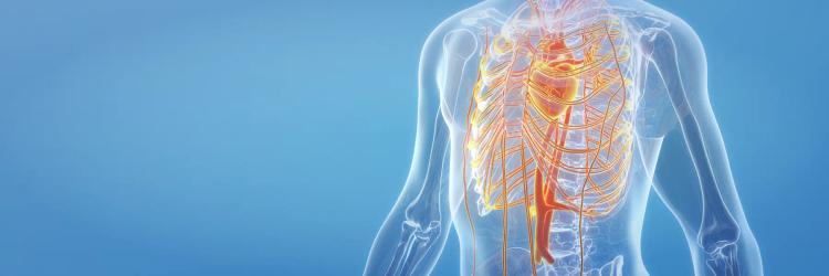 Certification Course in Anatomy : Torso - Chest and Neck