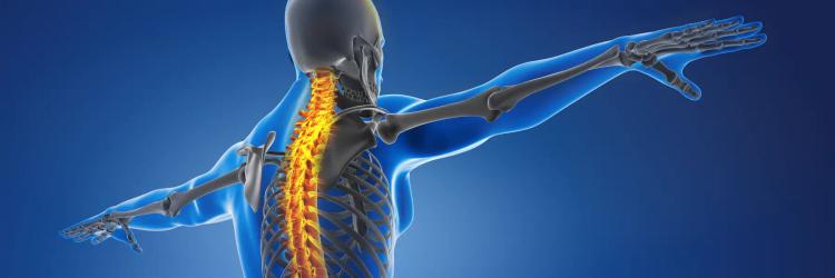 Certification Course in Anatomy : Extremities