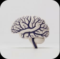 Neurovascular, Neoplastic & Inflammatory Pathologies